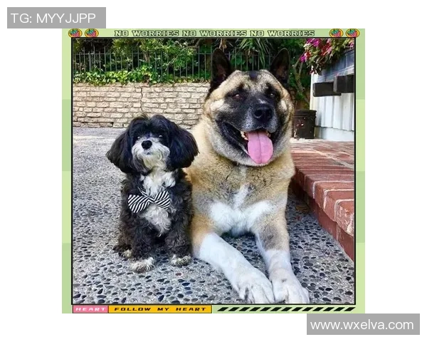 足球明星与爱犬情缘揭秘你知道哪个球星最爱狗狗吗